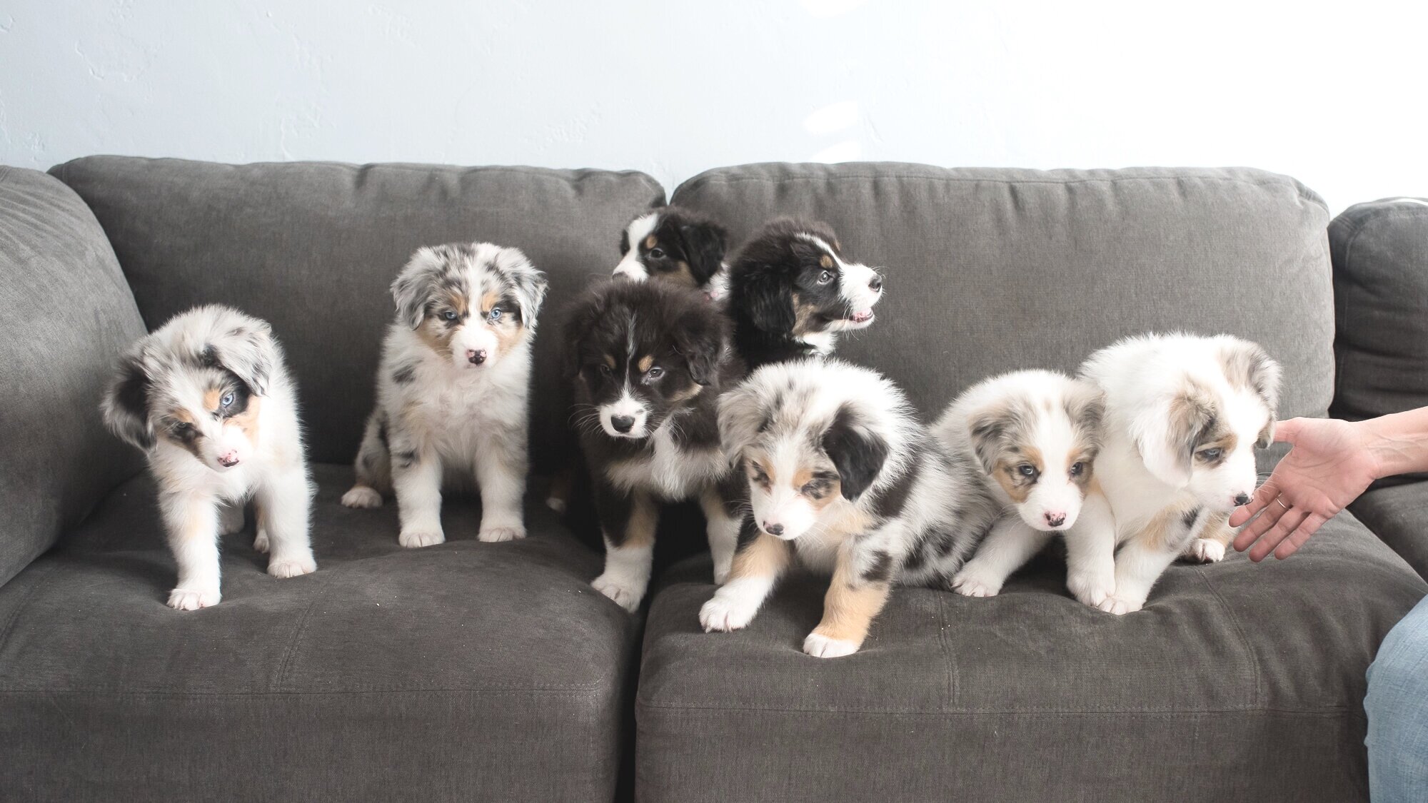 puppies7weeks03 20 25.jpg