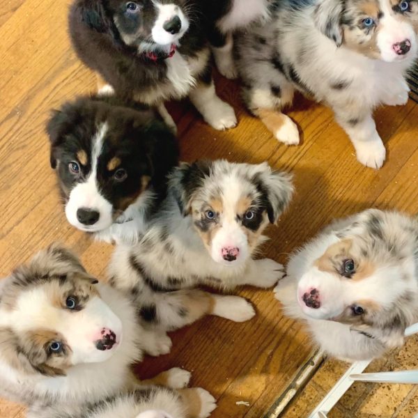 wiggle australian shepherds ranch scaled.jpg